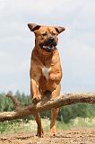 TOSA INU 063